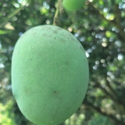 lagnra am